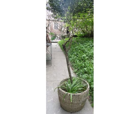 Reclaimed barrel shaped planter, 45 cm diameter 