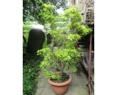 A well established Peris shrub housed within a moulded plastic (to simulate terracotta) pot, together with a reclaimed novelt