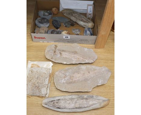 A collection of fossils, including fish (Aspidorhynchus ?) and ammonites, together with a shark tooth, a flint tool, etc.