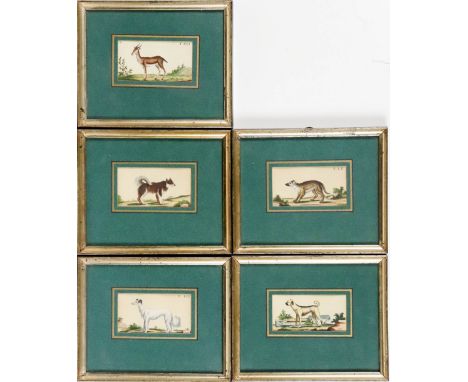 Fünf kleine Tierstiche  1. H. 19. Jh. Antilope und vier Hunde. Aquarellierte Radierungen. Je ca. 5×9 cm. R.  (59666)