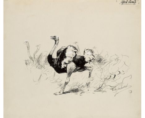 Wilhelm Kuhnert.  (1865 Oppeln - 1926 Flims/Graubünden). Afrikanischer Strauß. Federzeichnung auf Vélin, weiß gehöht. 25,5 x 
