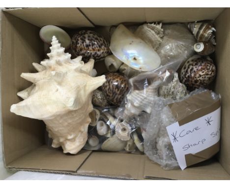 Two boxes of various sea shells.