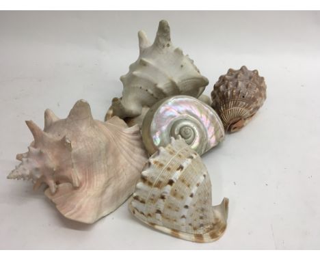 A collection of five shells
