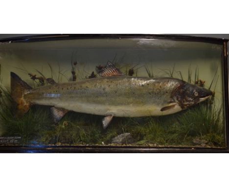 Williams Dublin Cased Salmon: internal plaque inscribed "Caught in Lough Conn May 26th. 1909, weight 20lbs, mounted by Willia