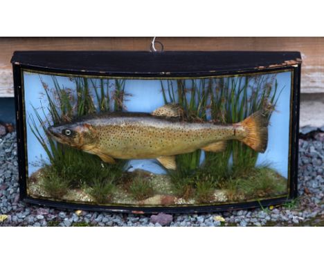 J Cooper &amp; Son Cased Trout: - c/w paper label with the Radnor St address and additional handwritten label inscribed "Trou