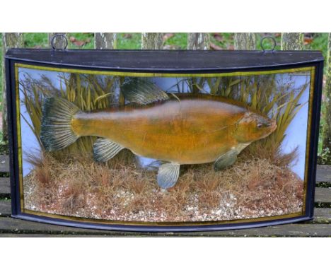 Large Tench Cased: white hand written label "Tench caught by RD Stevens, Oulton Broad 19 July 1937 weight 5lbs" - gilt lined 