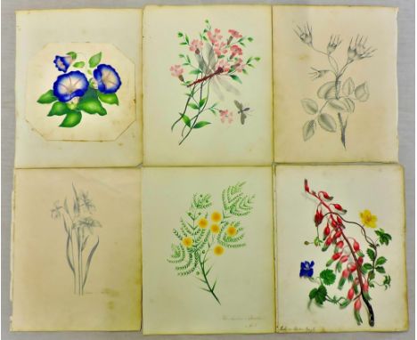 Sydney, Lady Morgan 1776-1859 -A small collection of four coloured prints and two pencil drawings of flowering plants collect