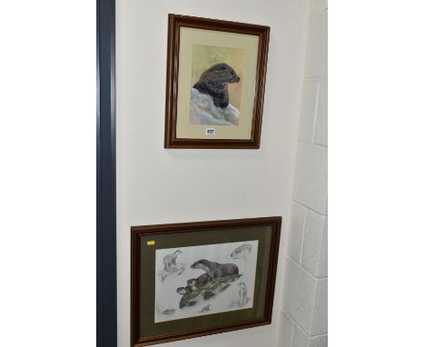 SUE WARNER (BRITISH CONTEMPORARY) A WATERCOLOUR / GOUACHE STUDY OF AN OTTER, signed bottom right, approximate size 25cm x 17c