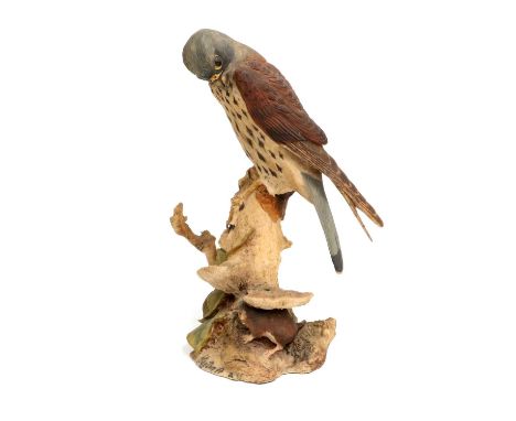 Border Fine Arts 'Kestrel and Mouse', model No. 032A by Victor HaytonNo wood base. Model dusty but overall good condition, no
