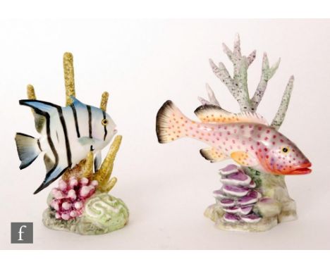 Two Royal Worcester R. Van Ruyckevelt model fish comprising Red Hind and Spade Fish, both enamel decoration, both with printe