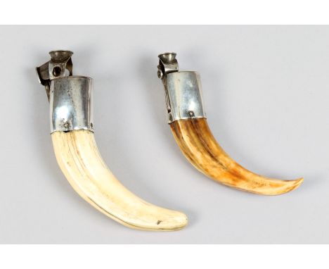 Two Boar tusk with mounted electro plated silver cigar cutters. 17cm long the other 14cm long 