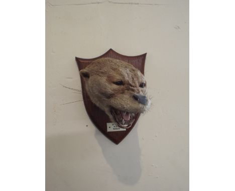 A Taxidermy Otter Hunting Mask Trophy by Spicer and Sons Leamington on Shield Mount Inscribed H.O.H, 14.5.31, Roden"