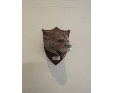 A Taxidermy Otter Hunting Mask Trophy by Spicer and Sons, Leamington. On Shield Mount Inscribed "B.C.O.H, River Dane, May 3rd