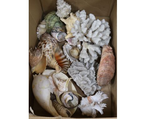 A collection of assorted shells, boxed