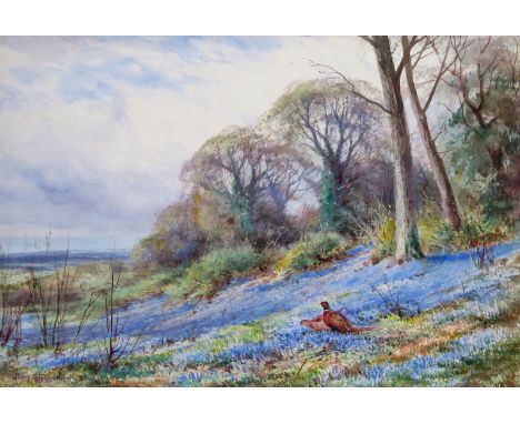 Henry Stannard (1844-1920) Pheasants in a bluebell patch Signed  Watercolour 32 x 47cm; 12¼ x 8½in  ++A few pinprick fox mark