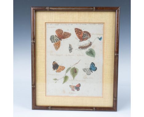 One-of-a-kind antique hand-colored and hand-written (French) engraving depicting butterflies and caterpillar from the 12-volu