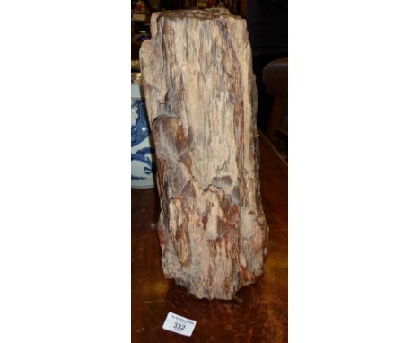 Petrified wood tree trunk fossil, approx. 5 million years old, from Libyan Desert Forests, 36cm tall