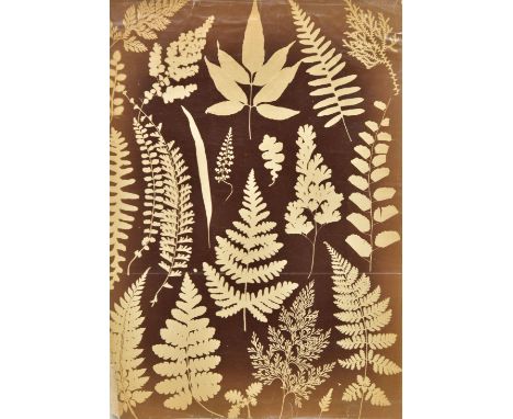 *Photogram of Ferns, England, 1860s,  albumen print photograph, 33 x 23.5cm, together with two microscopic studies of fleas, 