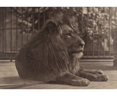 *Dixon (Thomas James, 1857-1943). Lion, London Zoo, 1880s,  carbon print photograph, signed in the negative T.J. Dixon, origi