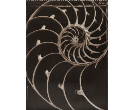 *Ryan (Seamus A., born 1964). Sliced nautilus shell, c. 2000,  vintage gelatin silver print, 40 x 30 cm, framed and glazed  (