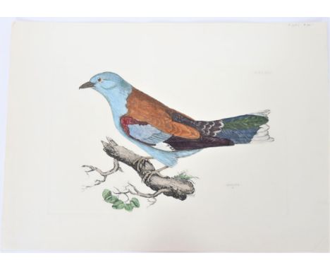 Plate XXXIV and P1019L in the upper right-hand corner, this engraving depicts a roller, by Prideaux John Selby (1788 - 1867),
