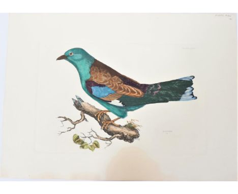 Plate XXXIV and P1019L in the upper right-hand corner, this engraving depicts a roller, by Prideaux John Selby (1788 - 1867),