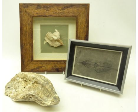 Fossils - Trassic period, Keichousaurus Hui set in stone, guizhou province, collected 1991, mounted in frame, L16cm, fossiliz