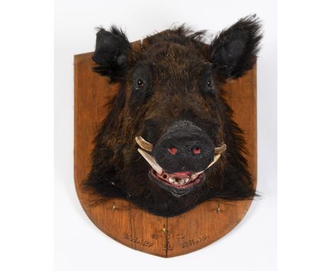 MOUNTED WILD BOAR - 1926, NORTH AFRICA a large boars head mounted on an oak shield, with lettering on the shield 13.3.26, Cha