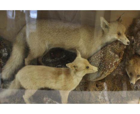 CASED FOXES &amp; PHEASANT a large wooden and glazed case, with a full size fox holding a pheasant in it's mouth, also with a