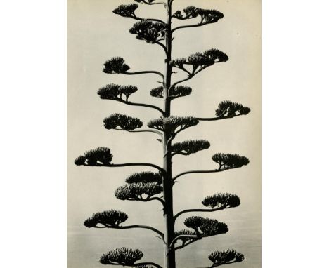 Artist: Brett Weston (American, 1911-1993). Title: "Century Plant". Medium: Original vintage photogravure. Date: Composed c19