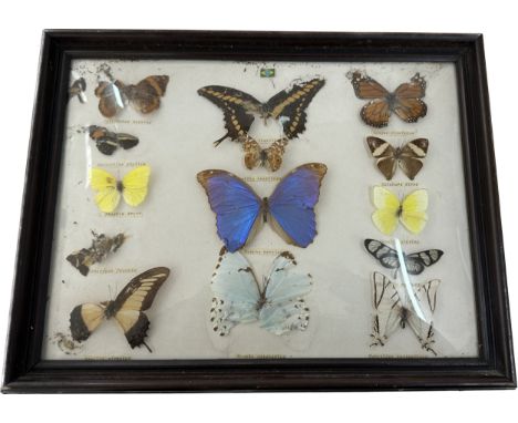 Framed vintage butterfly taxidermy frame measures approximately Height 13.5 inches by 17.5 inches