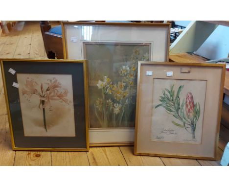 Ellaphie Ward-Hilhorst (South African artist): a gilt framed watercolour floral study of a common sugarbush - signed - sold w