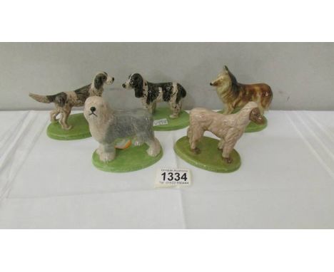 5 Wade Championship series dogs, 1975-1981.