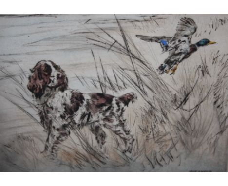 HENRY WILKINSON (1921-2011). Spaniel with duck flying, etching in colours, signed in pencil, No 54/150, framed and glazed, 27