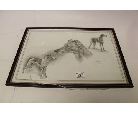 Joel Kirk Print of a Pencil Drawing of Whippets