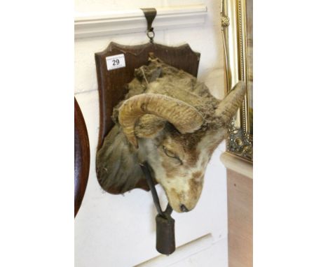 Taxidermy Ram's Head on an Oak shield with bell round its neck