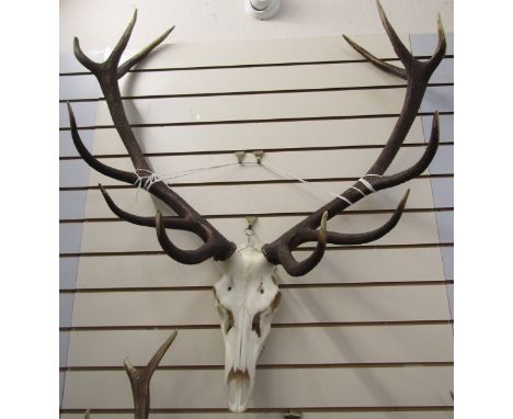 Set of European red deer (Cervus Elaphus) adult stag antlers&nbsp;with skull, six and six points, widest span 103cm&nbsp;