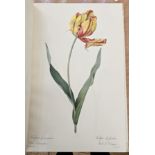 Sitwell, Sacheverell and Maydol, Roger "Album De Redoute with 25 facsimile colour plates from the