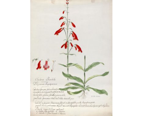 Schlangenkopf, Schildblume.: Chelone Barbata. Didynamia Angiospermia. Blühender Stengel, Stengel mit Wurzel, Blütendetails. A