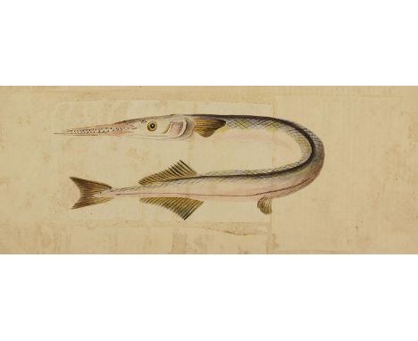 Hornhecht,: Esox Belone. Gegens. Kopie. Zart kolor. Tuschfederzeichnung n. M.E.Elieser, Allg. Naturgeschichte der Fische, woh