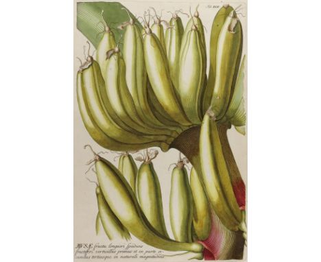 Bananenstaude.: Musae fructu longiori spadicis... Taf. XIX. Kolor. Kupferstich aus Trew, Plantae selectae um 1760. Plgr. ca. 