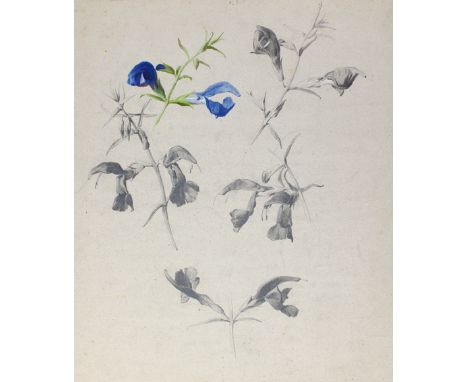 Labbé, Emile-Charles: (1810 Mussy-sur-Seine - Algier 1885). 3 Pflanzenstudien. Acryl, Aquarell, Bleistift. Um 1830. 18,2 x 20