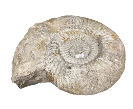 A large, heavy Ammonite fossil from the region of Lyme Regis Jurassic coast