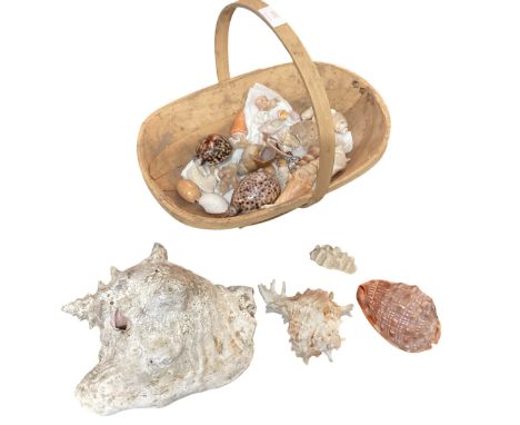 Trug with collection of shells 