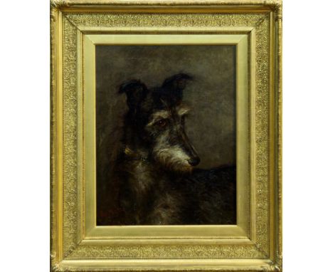 Percy Thomas Macquoid (1852 - 1925), oil on canvas - portrait of a Lurcher, signed, in gilt frame, 44cm x 34cm