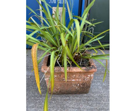 Terracotta Planter - 45cm Square x 30cm with Flax 