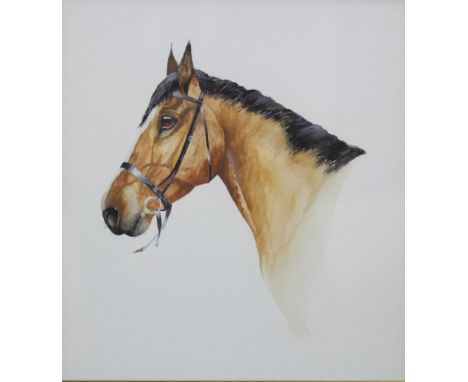Four vintage framed photographs of horses, 'Topthorn in 1908 Travelling Land in 1910, Rufus in 1908 and Mayfly in 1907', the 