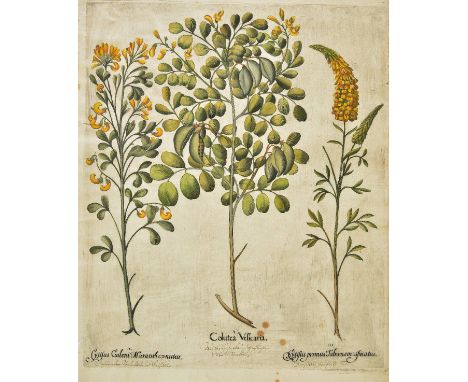 *Besler (Basilius). Colutea Vesicaria..., Helichryson Creticum..., Caryophyllus sylvestris... & Nepetella, [from Hortus Eyste