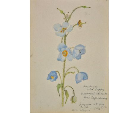 Blunt (Sybil Allan, 1880-1952). Album of floral watercolours, Kashmir, 1912, 37 varicoloured card leaves, flower studies thro