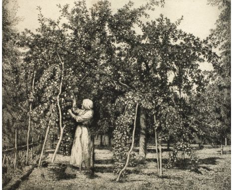 Heinrich Otto, "Der Apfelbaum"Bäuerin in ihrem Obstgarten, bei der Ernte von Äpfeln, detailreich ausgearbeitete Radierung mit